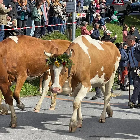 Asters B1 A 5 Personnes Emplacement Ideal Vue Sur Les Montagnes * Gryon