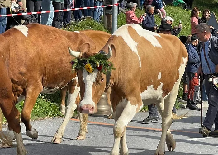Asters B1 à 5 Personnes Emplacement Ideal Vue Sur Les Montagnes * Gryon
